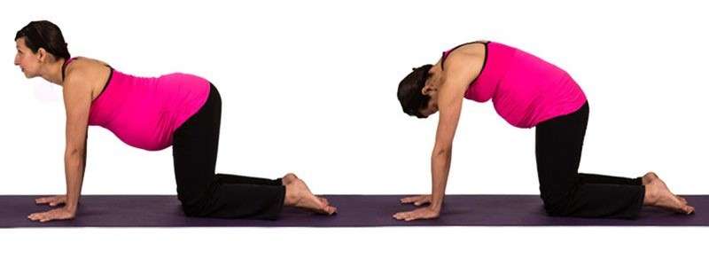 Cat-Cow Pose (Marjaryasana-Bitilasana) Prenatal Yoga